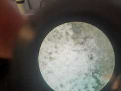 Penicillium digitatum