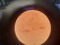 Penicillium digitatum