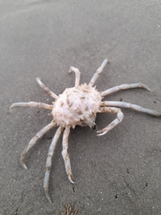 Libinia