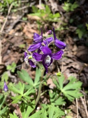 Delphinium tricorne