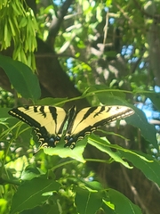 Papilio rutulus