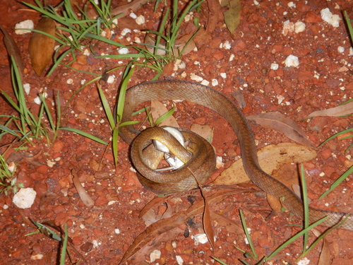 Brown Tree Snake sighting