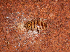 Melanozosteria triangulata