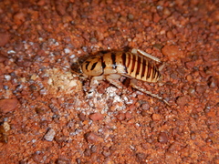 Melanozosteria triangulata