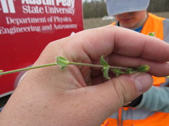 Cerastium brachypetalum