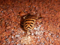 Melanozosteria triangulata