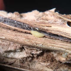 Antistrophus