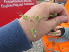 Cerastium brachypetalum