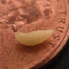 Antistrophus