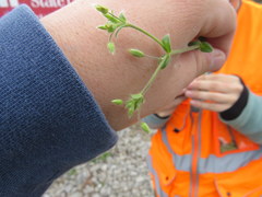 Cerastium brachypetalum
