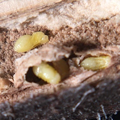 Antistrophus