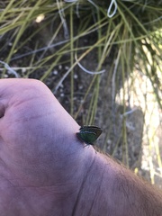 Callophrys mcfarlandi
