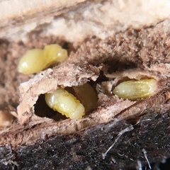 Antistrophus