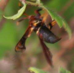 Vitacea scepsiformis