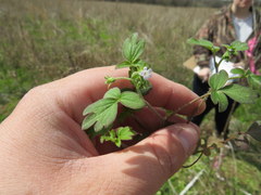 Phacelia ranunculacea
