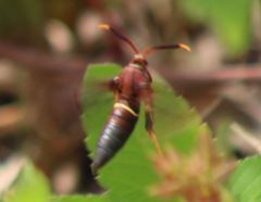 Vitacea scepsiformis