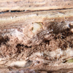 Antistrophus