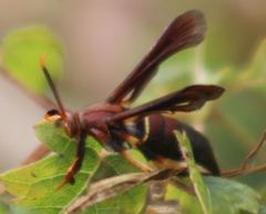 Vitacea scepsiformis