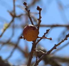 Disholcaspis pruniformis