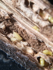 Antistrophus