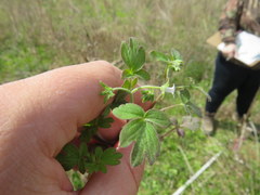 Phacelia ranunculacea