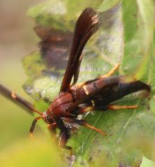 Vitacea scepsiformis