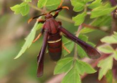 Vitacea scepsiformis