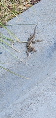 Sceloporus occidentalis