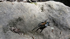 Pterophylla beltrani