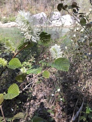 Fothergilla major