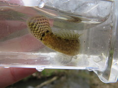 Etheostoma squamiceps