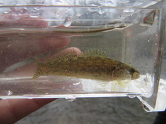 Etheostoma squamiceps