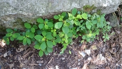 Euphorbia graminea