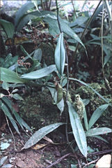 Nepenthes