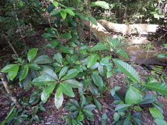 Rhodomyrtus macrocarpa