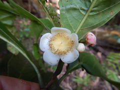 Rhodomyrtus macrocarpa