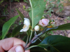 Rhodomyrtus macrocarpa