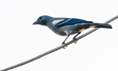 Thraupis episcopus coelestis