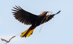 Psarocolius angustifrons angustifrons