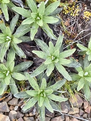 Celmisia densiflora