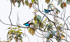 Tangara chilensis chilensis