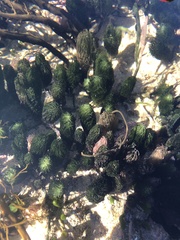 Caulerpa crispata