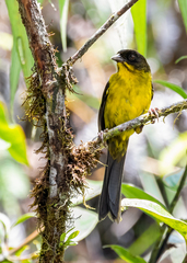 Atlapetes fuscoolivaceus