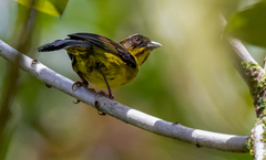 Atlapetes fuscoolivaceus