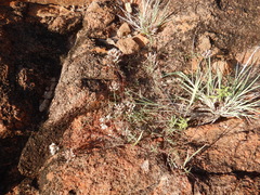 Polycarpaea spirostylis