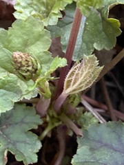 Heuchera