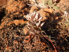 Polycarpaea spirostylis