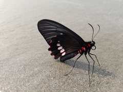 Parides zacynthus