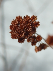 Spiraea alba latifolia
