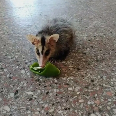 Didelphis albiventris
